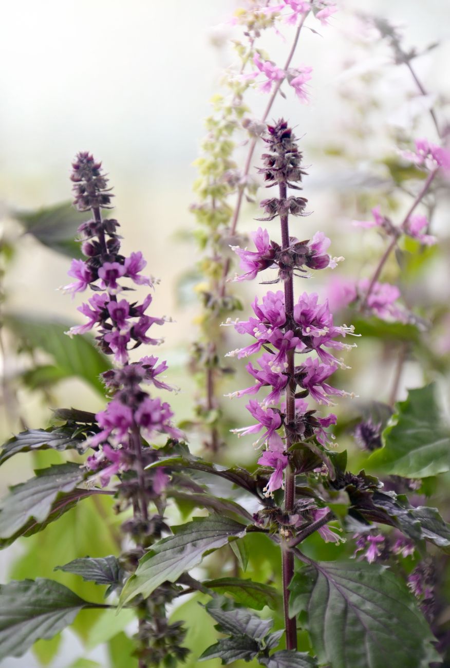 Photos gratuites de aménagement paysager, basilic, basilic en fleurs