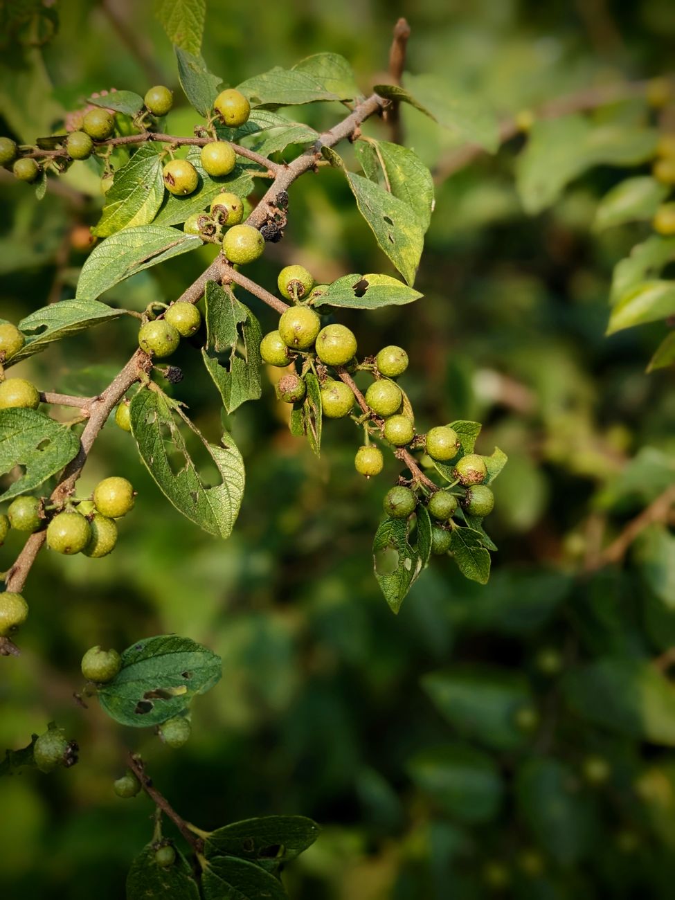 Gros plan détaillé de baies sauvages poussant sur une branche, avec des feuilles vertes luxuriantes en Inde
