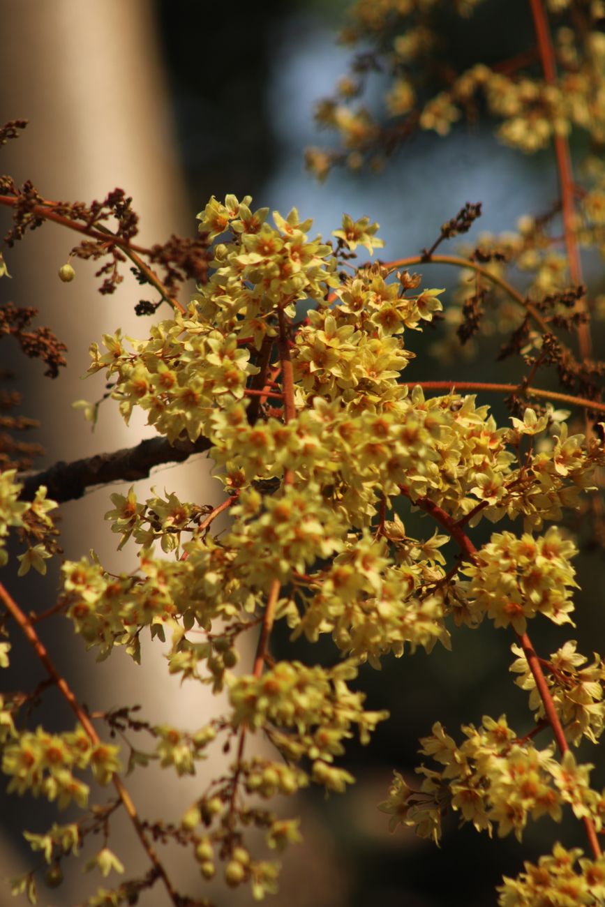 Des fleurs dun jaune éclatant sépanouissent sur une branche darbre, baignées de lumière solaire