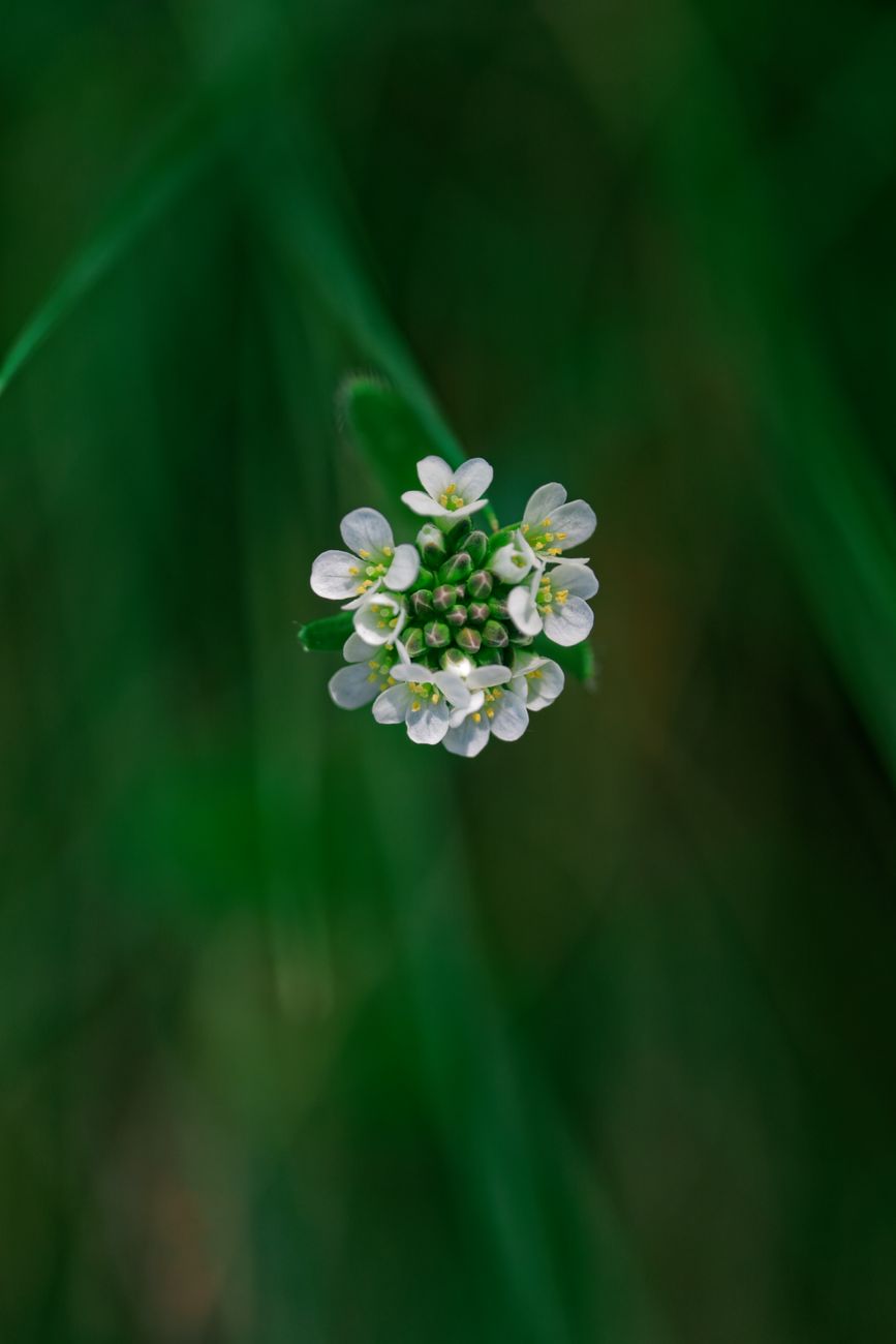 Un gros plan détaillé dune fleur de Bourse à Pasteur en fleurs sur un fond vert luxuriant