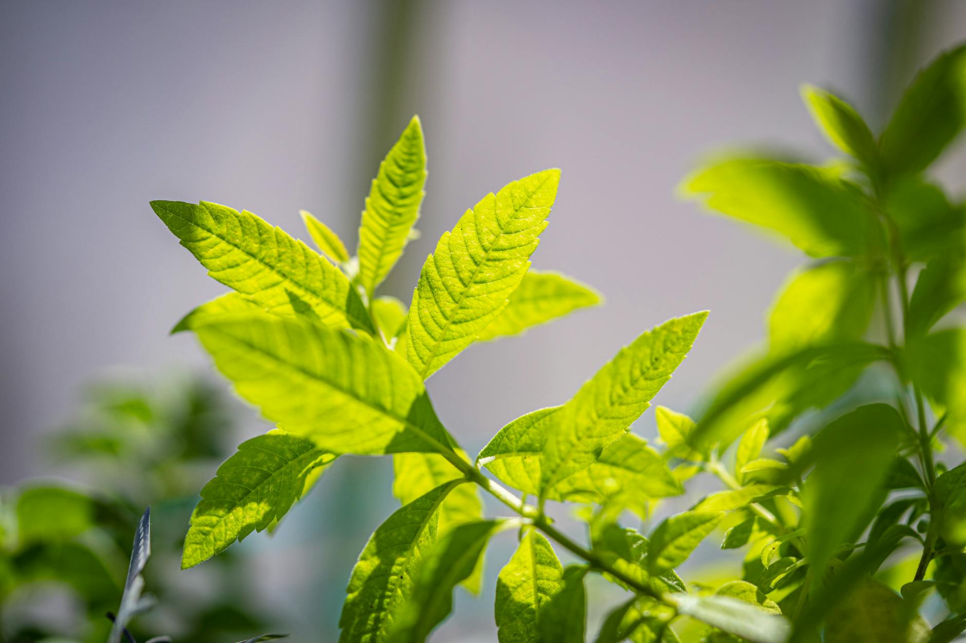 photos gratuites de a base de plantes abeille au citron aromatique