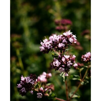 photos-gratuites-de-aromatique-beaute-du-jardin-beaute-naturelle