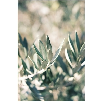 5467-cs400-photos-gratuites-de-agriculture-arbre-bokeh