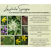 Formation Les Plantes Sauvages