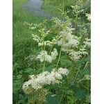 IMG_20250707_194153
