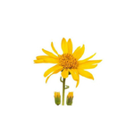 MACARN-01 - Macerat huileux Arnica