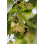 Gros Plan D'une Abeille Assise Sur Une Fleur