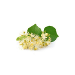 tilleul-macerat-de-bourgeons-bio (3)