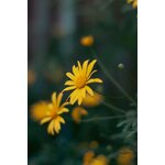Fleur Darnica Jaune