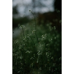 Photos gratuites de atmosphérique, beauté naturelle, bio