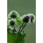 Vue détaillée dune plante de bardane aux fleurs vertes et violettes, mettant en valeur les textures de la nature
