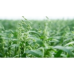 Photos gratuites de agriculture, agriculture durable, agronomie