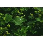 Photos gratuites de alchemilla vulgaris, bio, botanique