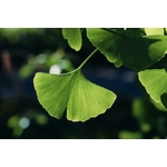 Photos gratuites de à base de plantes, aménagement paysager, arbre