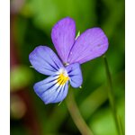 Gros Plan Dune Fleur
