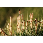 Vue détaillée des plants de prêle des champs dans un cadre herbeux, capturant leur texture unique