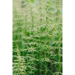 Plantes De Prêle Des Champs Vertes