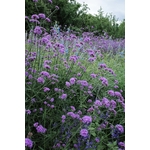 Un champ luxuriant de fleurs de verveine violette en pleine floraison, mettant en valeur les couleurs vibrantes de la nature en été