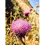 Quatre Fleurs Pétales Violettes Et Vertes