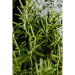 Photos gratuites de à base de plantes, à feuilles persistantes, agriculture