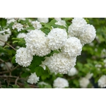 Gros plan de fleurs de viorne blanches vibrantes en pleine floraison avec des feuilles vertes luxuriantes