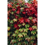 Photos gratuites de amoureux de la nature, après la pluie, automne