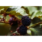 Photos gratuites de agriculture, alimentation saine, aliments