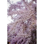 Photos gratuites de affichage floral, arbre, arbre dornement