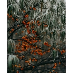 Photos gratuites de arbre, arbustes, arctique