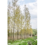 Photos gratuites de arbre, arbres, arrière-plan