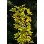 Platane à Feuilles De Corne
