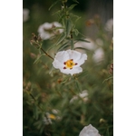 Gros plan de délicates fleurs blanches en fleurs dans le jardin de Monet à Giverny, mettant en valeur la beauté de la nature
