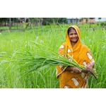 Une femme joyeuse à Chattogram, au Bangladesh, récoltant de la citronnelle verte dans un champ luxuriant et vibrant