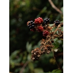 Photos gratuites de adulte, aliments, arbuste