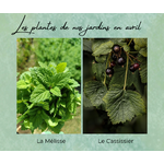 Formation Plantes Avril