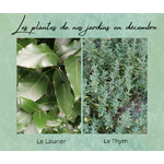 Formation Plantes Décembre