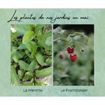Formation Plantes Mai