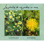 Formation Plantes Mars