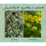 Formation Plantes Septembre