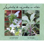 Formation Plantes Octobre