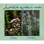 Formation Plantes Novembre