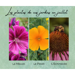 Formation Plantes Juillet
