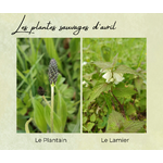 Formation Plantes Avril