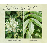 Formation Plantes Juillet