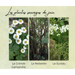 Formation Plantes Juin