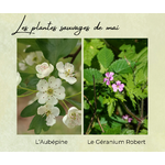 Formation Plantes Mai
