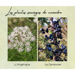 Formation Plantes Novembre