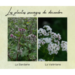 Formation Plantes Décembre