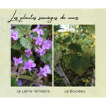 Formation Plantes Mars