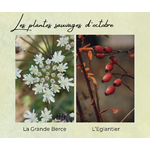 Formation Plantes Octobre